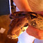 Columbian red tail boa