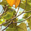 Mountain Leaf-Warbler
