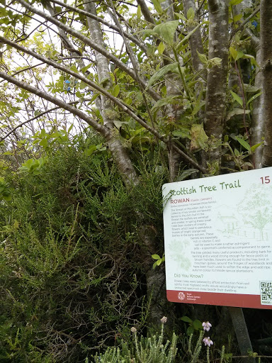 Scottish Tree Trail 15: Rowan