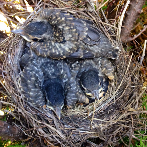 American Robin hatchlings Project Noah