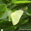 Lemon Emigrant Butterfly (Male form alcmeone)