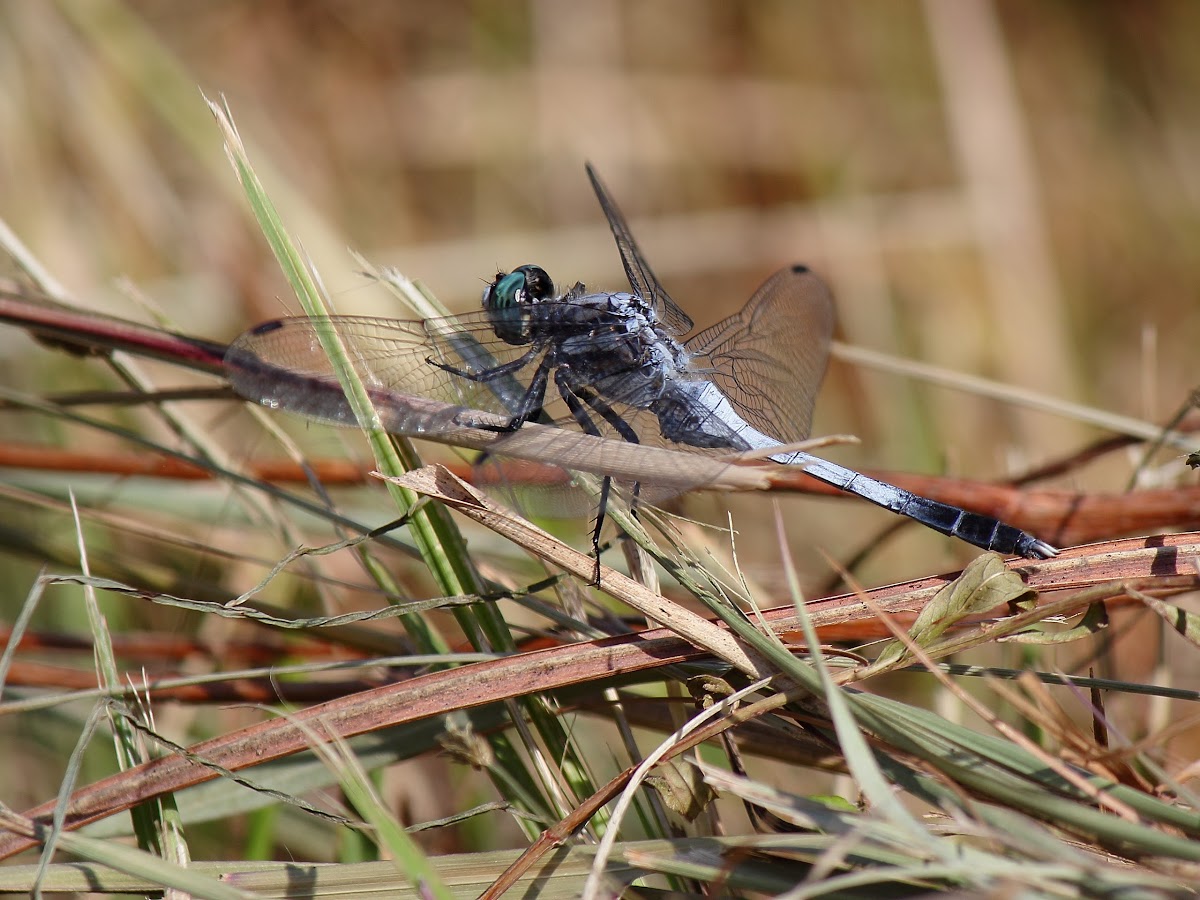 White-Tailed Skimmer, male