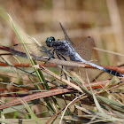 White-Tailed Skimmer, male