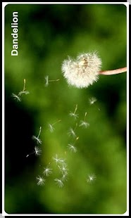How to get 宝宝知识卡片 lastet apk for laptop
