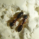 Sleeping Ants