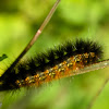 Salt Marsh Moth Caterpillar
