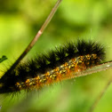 Salt Marsh Moth Caterpillar