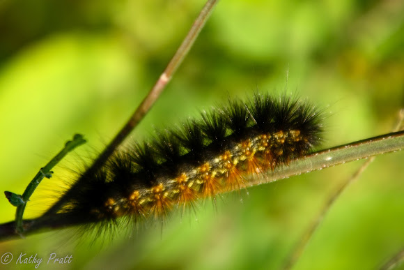 Salt Marsh Moth Caterpillar | Project Noah