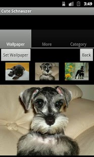 How to download Cute Schnauzer Wallpaper 1.0.1 mod apk for laptop