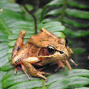 Northern red legged frog