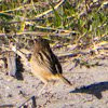 Zitting Cisticola