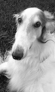 拉布拉多猎犬壁纸(圖5)-速報App