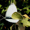 Mariposa de la col. White cabbage butterfly