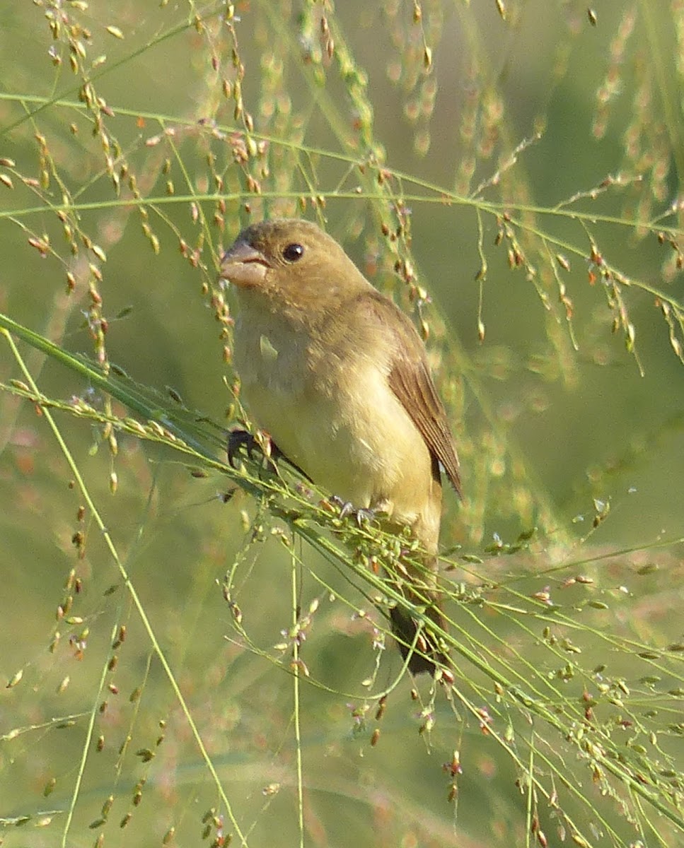 Double-collared Seedeater - female