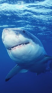 How to install Shark  Live Wallpaper 6.0 unlimited apk for android