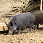 Eurasian Wild Pig