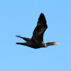 Double-crested Cormorant