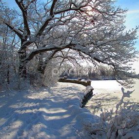 Road in winter, Old Greenwich, CT. by John Hayes - Landscapes Weather