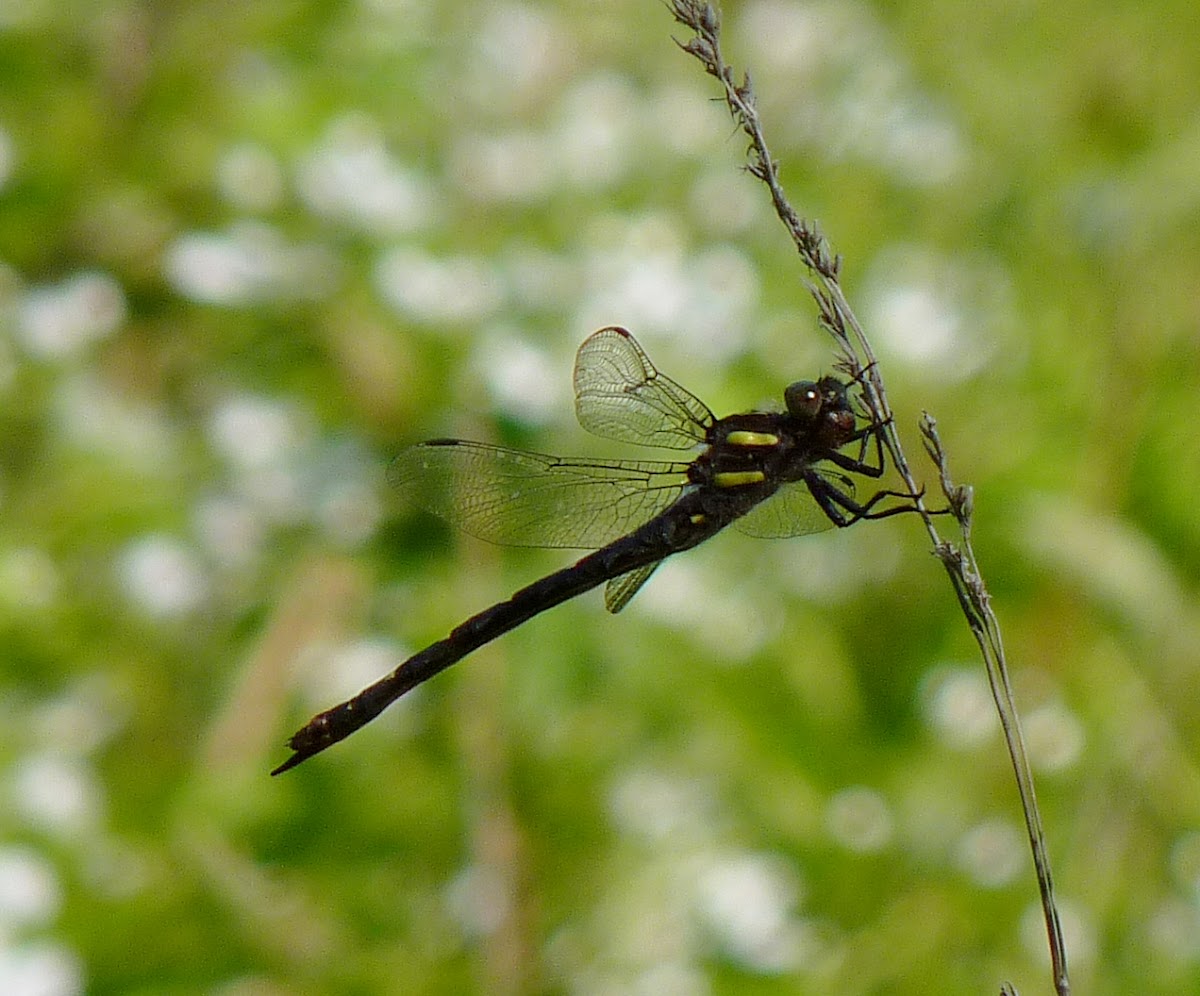 Twin-Spotted Spiketail