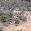 Springbok