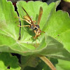 Western Paper Wasp