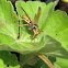 Western Paper Wasp