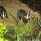 European badgers