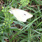 White sulphur butterfly