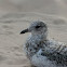 Ring-billed Gull