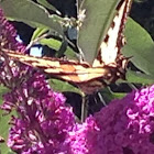 Western Tiger Swallowtail