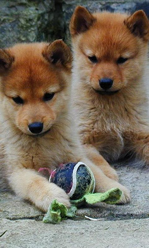 Finnish Spitz Wallpapers