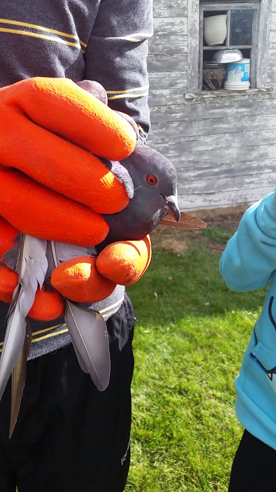 pigeon | Project Noah
