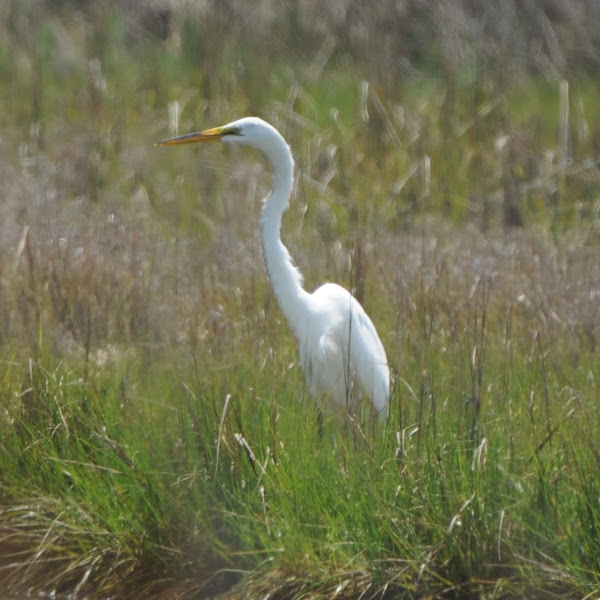 Great Egret | Project Noah