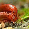 Rusty millipede