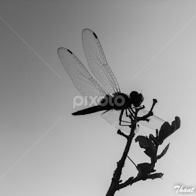 by Thant Min - Instagram & Mobile Android
