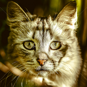 hypnotized by Dinal Jay - Animals - Cats Portraits