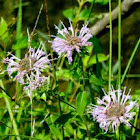 Bergamot (Bee balm)