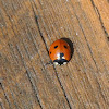 Seven-spotted Lady Beetle