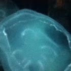 Moon jelly