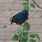 Indigo bunting