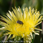 Hairy Chafer Beetle