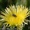 Hairy Chafer Beetle