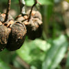 Rubber Tree Seeds