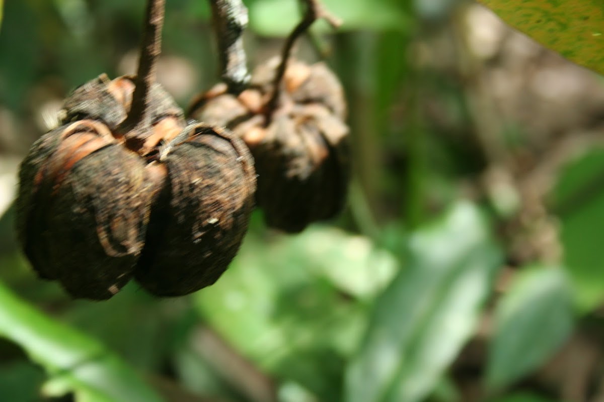 Rubber Tree Seeds