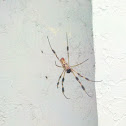 Golden Silk Orbweaver