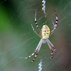 St Andrew's Cross spider
