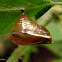 Filigrana/Watermark butterfly chrysalis