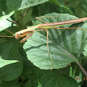 Adult Male Chinese Mantis