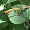 Adult Male Chinese Mantis