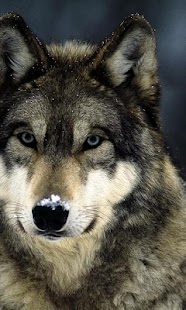 How to mod Wolf Wallpapers 1.0 unlimited apk for laptop